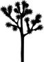 Joshua Tree Silhouette